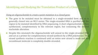 Studying gene expression and function | PPTX