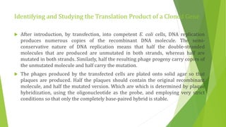 Studying gene expression and function | PPTX