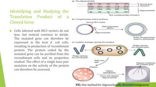 Studying gene expression and function | PPTX