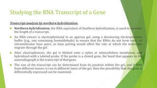Studying gene expression and function | PPTX