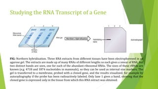 Studying gene expression and function | PPTX