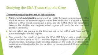 Studying gene expression and function | PPTX
