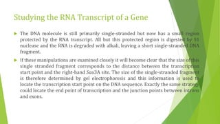 Studying gene expression and function | PPTX