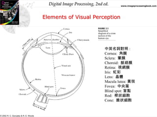 Digital Image Processing, 2nd ed. www.imageprocessingbook.com
© 2002 R. C. Gonzalez & R. E. Woods
Elements of Visual Perception
中英名詞對照 :
Cornea: 角膜
Sclera: 鞏膜
Choroid: 脈絡膜
Retina: 視網膜
Iris: 虹彩
Lens: 晶體
Macula lutea: 黃斑
Fovea: 中央窩
Blind spot: 盲點
Rod: 桿狀細胞
Cone: 錐狀細胞
 