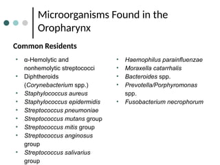Microorganisms Found in the
Oropharynx
Common Residents
• α-Hemolytic and
nonhemolytic streptococci
• Diphtheroids
(Corynebacterium spp.)
• Staphylococcus aureus
• Staphylococcus epidermidis
• Streptococcus pneumoniae
• Streptococcus mutans group
• Streptococcus mitis group
• Streptococcus anginosus
group
• Streptococcus salivarius
group
• Haemophilus parainfluenzae
• Moraxella catarrhalis
• Bacteroides spp.
• Prevotella/Porphyromonas
spp.
• Fusobacterium necrophorum
 