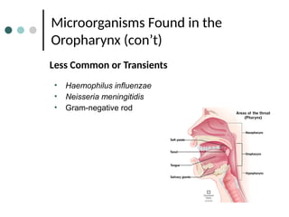 Microorganisms Found in the
Oropharynx (con’t)
• Haemophilus influenzae
• Neisseria meningitidis
• Gram-negative rod
Less Common or Transients
 