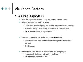 Virulence Factors
• Resisting Phagocytosis
● Macrophages and PMNs, phagocytic cells, defend host
● Most common method: Capsule
• Capsule is made of polysaccharides or protein or a combo
• Prevents phagocytosis and activation of complement
• EX. S.pneumoniae, H.influenzae
● Another protective bacterial structure: Protein A
• Interferes with host antibodies binding to bacterial cell
surface
• EX. S.aureus
● Leukocidins, are potent materials that kill phagocytes
• Lysosomal discharge into cell cytoplasm
• EX. Staph leukocidin or PVL
 