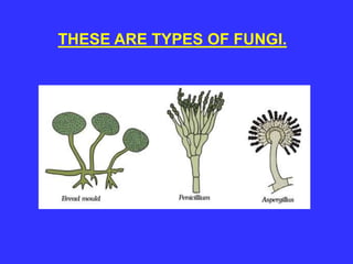 THESE ARE TYPES OF FUNGI.
 