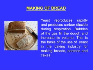 Yeast reproduces rapidly
and produces carbon dioxide
during respiration. Bubbles
of the gas fill the dough and
increase its volume. This is
the basis of the use of yeast
in the baking industry for
making breads, pastries and
cakes.
MAKING OF BREAD
 