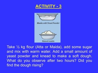 ACTIVITY - 3
Take ½ kg flour (Atta or Maida), add some sugar
and mix with warm water. Add a small amount of
yeast powder and knead to make a soft dough.
What do you observe after two hours? Did you
find the dough rising?
 