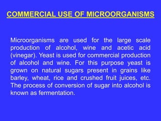 COMMERCIAL USE OF MICROORGANISMS
Microorganisms are used for the large scale
production of alcohol, wine and acetic acid
(vinegar). Yeast is used for commercial production
of alcohol and wine. For this purpose yeast is
grown on natural sugars present in grains like
barley, wheat, rice and crushed fruit juices, etc.
The process of conversion of sugar into alcohol is
known as fermentation.
 