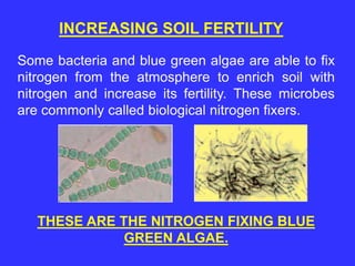 Some bacteria and blue green algae are able to fix
nitrogen from the atmosphere to enrich soil with
nitrogen and increase its fertility. These microbes
are commonly called biological nitrogen fixers.
INCREASING SOIL FERTILITY
THESE ARE THE NITROGEN FIXING BLUE
GREEN ALGAE.
 