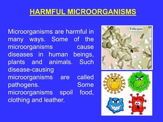 Microorganisms are harmful in
many ways. Some of the
microorganisms cause
diseases in human beings,
plants and animals. Such
disease-causing
microorganisms are called
pathogens. Some
microorganisms spoil food,
clothing and leather.
HARMFUL MICROORGANISMS
 