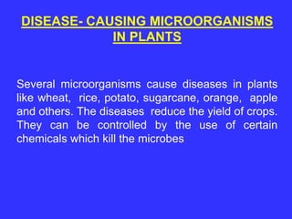 DISEASE- CAUSING MICROORGANISMS
IN PLANTS
Several microorganisms cause diseases in plants
like wheat, rice, potato, sugarcane, orange, apple
and others. The diseases reduce the yield of crops.
They can be controlled by the use of certain
chemicals which kill the microbes
 