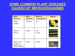 SOME COMMON PLANT DISEASES
CAUSED BY MICROORGANISMS
 