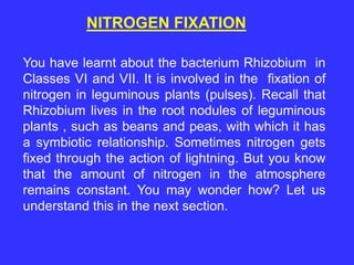 NITROGEN FIXATION
You have learnt about the bacterium Rhizobium in
Classes VI and VII. It is involved in the fixation of
nitrogen in leguminous plants (pulses). Recall that
Rhizobium lives in the root nodules of leguminous
plants , such as beans and peas, with which it has
a symbiotic relationship. Sometimes nitrogen gets
fixed through the action of lightning. But you know
that the amount of nitrogen in the atmosphere
remains constant. You may wonder how? Let us
understand this in the next section.
 