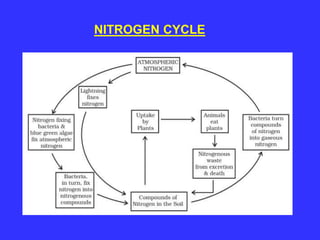 NITROGEN CYCLE
 