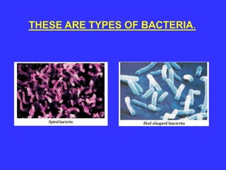 THESE ARE TYPES OF BACTERIA.
 