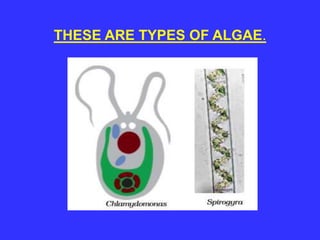 THESE ARE TYPES OF ALGAE.
 