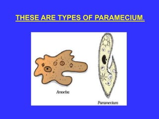 THESE ARE TYPES OF PARAMECIUM.
 