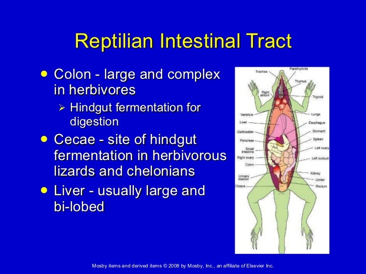 20. Amphibian and Reptilian Anatomy and Physiology