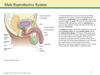 Copyright © 2017 by Elsevier, Inc. All rights reserved.
Male Reproductive System
The male reproductive system consists of the two testes
suspended in the scrotum, a system of intratesticular and
extratesticular genital ducts, associated glands, and the male
copulatory organ, the penis. The testes are responsible for the
formation of the male gametes, known as spermatozoa, as
well as for the synthesis, storage, and release of the male sex
hormone, testosterone.
The glands associated with the male reproductive tract are the
paired seminal vesicles, the single prostate gland, and the
two bulbourethral glands (of Cowper). These glands form
the non-cellular portion of semen (spermatozoa suspended in
the secretions of the accessory glands), which not only
nourishes the spermatozoa but also provides a fluid vehicle
for their delivery into the female reproductive tract. The penis
has a dual function: It delivers semen to the female
reproductive tract during copulation and serves as the conduit
of urine from the urinary bladder to outside the body.
The male reproductive system.
2
 