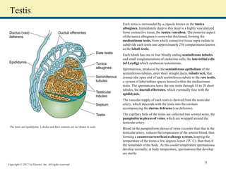 Copyright © 2017 by Elsevier, Inc. All rights reserved.
Testis
Each testis is surrounded by a capsule known as the tunica
albuginea. Immediately deep to this layer is a highly vascularized
loose connective tissue, the tunica vasculosa. The posterior aspect
of the tunica albuginea is somewhat thickened, forming the
mediastinum testis, from which connective tissue septa radiate to
subdivide each testis into approximately 250 compartments known
as the lobuli testis.
Each lobule has one to four blindly ending seminiferous tubules
and small conglomerations of endocrine cells, the interstitial cells
(of Leydig) which synthesize testosterone.
Spermatozoa, produced by the seminiferous epithelium of the
seminiferous tubules, enter short straight ducts, tubuli recti, that
connect the open end of each seminiferous tubule to the rete testis,
a system of labyrinthine spaces housed within the mediastinum
testis. The spermatozoa leave the rete testis through 10 to 20 short
tubules, the ductuli efferentes, which eventually fuse with the
epididymis.
The vascular supply of each testis is derived from the testicular
artery, which descends with the testis into the scrotum
accompanying the ductus deferens (vas deferens).
The capillary beds of the testes are collected into several veins, the
pampiniform plexus of veins, which are wrapped around the
testicular artery.
Blood in the pampiniform plexus of veins is cooler than that in the
testicular artery, reduces the temperature of the arterial blood, thus
forming a countercurrent heat exchange system, keeping the
temperature of the testes a few degrees lower (35˚ C), than that of
the remainder of the body. At this cooler temperature spermatozoa
develop normally; at body temperature, spermatozoa that develop
are sterile.
The testis and epididymis. Lobules and their contents are not drawn to scale.
3
 