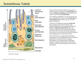 Copyright © 2017 by Elsevier, Inc. All rights reserved.
Seminiferous Tubule
The wall of the seminiferous tubule is composed of a
slender connective tissue layer, the tunica propria, and
a thick seminiferous epithelium, separated from each
other by a well-developed basal lamina.
The seminiferous epithelium is several cell layers thick
and is composed of two types of cells: Sertoli cells and
spermatogenic cells. The latter cells are in various
stages of maturation.
The lateral cell membranes of adjacent Sertoli cells
form occluding junctions with each other, thus
subdividing the lumen of the seminiferous tubule into
basal and adluminal compartments. Thus, the
zonulae occludentes of these cells establish a blood-
testis barrier that isolates the adluminal compartment
from connective tissue influences, thereby protecting the
developing gametes from the immune system.
Sertoli cells function in: supporting the developing
spermatogenic cells; establishing the blood-testis barrier;
phagocytosis of cytoplas shed by developing
spermatogenic cells; manufacturing the following
substances: androgen binding protein, antimullerian
hormone, inhibin, testicular transferrin, and a fructose-
rich medium.
Seminiferous epithelium.
4
 