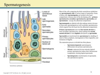 Copyright © 2017 by Elsevier, Inc. All rights reserved.
Spermatogenesis
Most of the cells composing the thick seminiferous epithelium
are spermatogenic cells in various stages of maturation. Some
of these cells, spermatogonia, are located in the basal
compartment, whereas most of the developing cells—primary
spermatocytes, secondary spermatocytes, spermatids, and
spermatozoa—occupy the adluminal compartment.
Spermatogonia are diploid cells that undergo mitotic division
to form more spermatogonia as well as primary spermatocytes,
which migrate from the basal into the adluminal compartment.
Primary spermatocytes enter the first meiotic division to
form secondary spermatocytes, which undergo the second
meiotic division to form haploid cells known as spermatids.
Spermatids are transformed into spermatozoa by shedding of
much of their cytoplasm, rearrangement of their organelles, and
formation of flagella.
The maturation process is divided into three phases:
– Spermatocytogenesis: spermatogonia
differentiate into primary spermatocytes
– Meiosis: reduction division whereby diploid
primary spermatocytes reduce their chromosome
complement, forming haploid spermatids
– Spermiogenesis: transformation of spermatids
into spermatozoa (sperm)
Seminiferous epithelium.
5
 