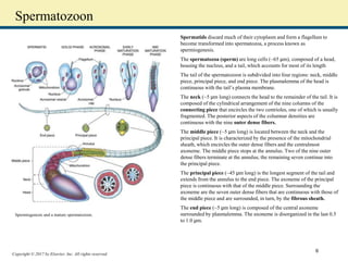 Copyright © 2017 by Elsevier, Inc. All rights reserved.
Spermatozoon
Spermatids discard much of their cytoplasm and form a flagellum to
become transformed into spermatozoa, a process known as
spermiogenesis.
The spermatozoa (sperm) are long cells (~65 μm), composed of a head,
housing the nucleus, and a tail, which accounts for most of its length
The tail of the spermatozoon is subdivided into four regions: neck, middle
piece, principal piece, and end piece. The plasmalemma of the head is
continuous with the tail’s plasma membrane.
The neck (~5 μm long) connects the head to the remainder of the tail. It is
composed of the cylindrical arrangement of the nine columns of the
connecting piece that encircles the two centrioles, one of which is usually
fragmented. The posterior aspects of the columnar densities are
continuous with the nine outer dense fibers.
The middle piece (~5 μm long) is located between the neck and the
principal piece. It is characterized by the presence of the mitochondrial
sheath, which encircles the outer dense fibers and the centralmost
axoneme. The middle piece stops at the annulus. Two of the nine outer
dense fibers terminate at the annulus; the remaining seven continue into
the principal piece.
The principal piece (~45 μm long) is the longest segment of the tail and
extends from the annulus to the end piece. The axoneme of the principal
piece is continuous with that of the middle piece. Surrounding the
axoneme are the seven outer dense fibers that are continuous with those of
the middle piece and are surrounded, in turn, by the fibrous sheath.
The end piece (~5 μm long) is composed of the central axoneme
surrounded by plasmalemma. The axoneme is disorganized in the last 0.5
to 1.0 μm.
Spermiogenesis and a mature spermatozoon.
6
 