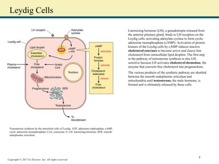 Copyright © 2017 by Elsevier, Inc. All rights reserved.
Leydig Cells
Luteinizing hormone (LH), a gonadotropin released from
the anterior pituitary gland, binds to LH receptors on the
Leydig cells, activating adenylate cyclase to form cyclic
adenosine monophosphate (cAMP). Activation of protein
kinases of the Leydig cells by cAMP induces inactive
cholesterol esterases to become active and cleave free
cholesterol from intracellular lipid droplets. The first step
in the pathway of testosterone synthesis is also LH-
sensitive because LH activates cholesterol desmolase, the
enzyme that converts free cholesterol into pregnenolone.
The various products of the synthetic pathway are shuttled
between the smooth endoplasmic reticulum and
mitochondria until testosterone, the male hormone, is
formed and is ultimately released by these cells.
Testosterone synthesis by the interstitial cells of Leydig. ATP, adenosine triphosphate; cAMP,
cyclic adenosine monophosphate; CoA, coenzyme A; LH, luteinizing hormone; SER, smooth
endoplasmic reticulum.
7
 