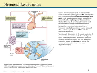 Copyright © 2017 by Elsevier, Inc. All rights reserved.
Hormonal Relationships
Because blood testosterone levels are not sufficient to
initiate and maintain spermatogenesis, FSH induces Sertoli
cells to synthesize and release androgen-binding protein
(ABP). ABP binds testosterone, thereby preventing the
hormone from leaving the region of the seminiferous
tubule and elevating the testosterone levels in the local
environment sufficiently to sustain spermatogenesis.
Release of LH is inhibited by increased levels of
testosterone and dihydrotestosterone, whereas release of
FSH is inhibited by the hormone inhibin, which is
produced by Sertoli cells.
Testosterone is also required for the normal functioning of
the seminal vesicles, prostate, and bulbourethral glands as
well as for the appearance and maintenance of the male
secondary sexual characteristics. The cells that require
testosterone possess 5α-reductase, the enzyme that
converts testosterone to its more active form,
dihydrotestosterone.
Hormonal control of spermatogenesis. FSH, follicle-stimulating hormone; LH, luteinizing hormone;
LHRH, luteinizing hormone–releasing hormone. (Adapted from Fawcett, DW: Bloom and Fawcett’s A
Textbook of Histology, 10th ed. Philadelphia, WB Saunders, 1975.)
8
 