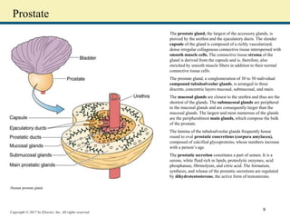 Copyright © 2017 by Elsevier, Inc. All rights reserved.
Prostate
The prostate gland, the largest of the accessory glands, is
pierced by the urethra and the ejaculatory ducts. The slender
capsule of the gland is composed of a richly vascularized,
dense irregular collagenous connective tissue interspersed with
smooth muscle cells. The connective tissue stroma of the
gland is derived from the capsule and is, therefore, also
enriched by smooth muscle fibers in addition to their normal
connective tissue cells.
The prostate gland, a conglomeration of 30 to 50 individual
compound tubuloalveolar glands, is arranged in three
discrete, concentric layers mucosal, submucosal, and main.
The mucosal glands are closest to the urethra and thus are the
shortest of the glands. The submucosal glands are peripheral
to the mucosal glands and are consequently larger than the
mucosal glands. The largest and most numerous of the glands
are the peripheralmost main glands, which compose the bulk
of the prostate.
The lumina of the tubuloalveolar glands frequently house
round to oval prostatic concretions (corpora amylacea),
composed of calcified glycoproteins, whose numbers increase
with a person’s age.
The prostatic secretion constitutes a part of semen. It is a
serous, white fluid rich in lipids, proteolytic enzymes, acid
phosphatase, fibrinolysin, and citric acid. The formation,
synthesis, and release of the prostatic secretions are regulated
by dihydrotestosterone, the active form of testosterone.
Human prostate gland.
9
 