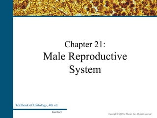 Copyright © 2017 by Elsevier, Inc. All rights reserved.
Chapter 21:
Male Reproductive
System
Textbook of Histology, 4th ed.
Gartner
Copyright © 2017 by Elsevier, Inc. All rights reserved.
 