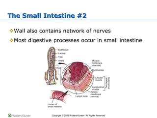 Chapter 26: The Digestive System PowerPoint | PPTX