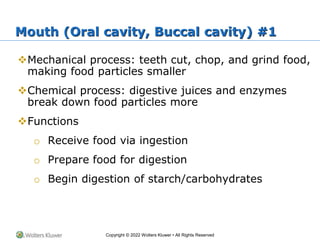 Chapter 26: The Digestive System PowerPoint | PPTX