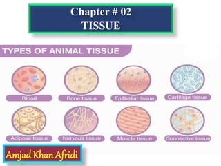 Chapter # 02
TISSUE
Amjad Khan Afridi
 