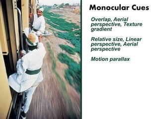 Monocular Cues 
Overlap, Aerial 
perspective, Texture 
gradient 
Relative size, Linear 
perspective, Aerial 
perspective 
Motion parallax 
 