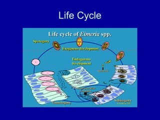 Life Cycle
 