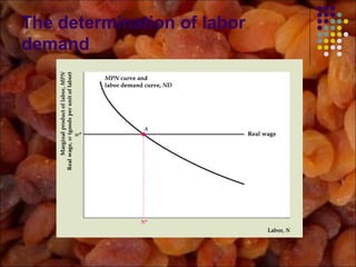 The determination of labor
demand
 
