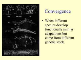Convergence
• When different
species develop
functionally similar
adaptations but
come from different
genetic stock
 