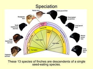 Speciation
These 13 species of finches are descendents of a single
seed-eating species.
 