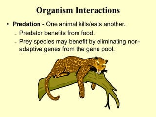 Organism Interactions
• Predation - One animal kills/eats another.
– Predator benefits from food.
– Prey species may benefit by eliminating non-
adaptive genes from the gene pool.
 