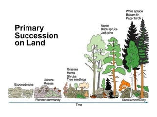 Primary
Succession
on Land
 