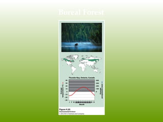 Boreal Forest
 