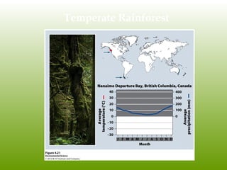 Temperate Rainforest
 