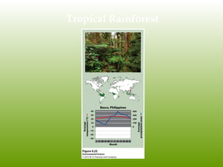 Tropical Rainforest
 