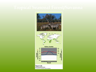 Tropical Seasonal Forest/Savanna
 