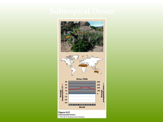 Subtropical Desert
 