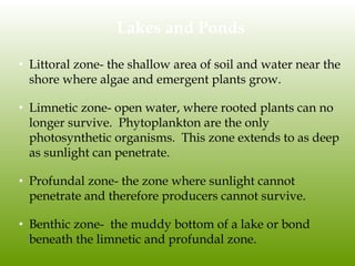 Lakes and Ponds
• Littoral zone- the shallow area of soil and water near the
shore where algae and emergent plants grow.
• Limnetic zone- open water, where rooted plants can no
longer survive. Phytoplankton are the only
photosynthetic organisms. This zone extends to as deep
as sunlight can penetrate.
• Profundal zone- the zone where sunlight cannot
penetrate and therefore producers cannot survive.
• Benthic zone- the muddy bottom of a lake or bond
beneath the limnetic and profundal zone.
 